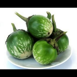 Cà bát xanh F1 cao sản