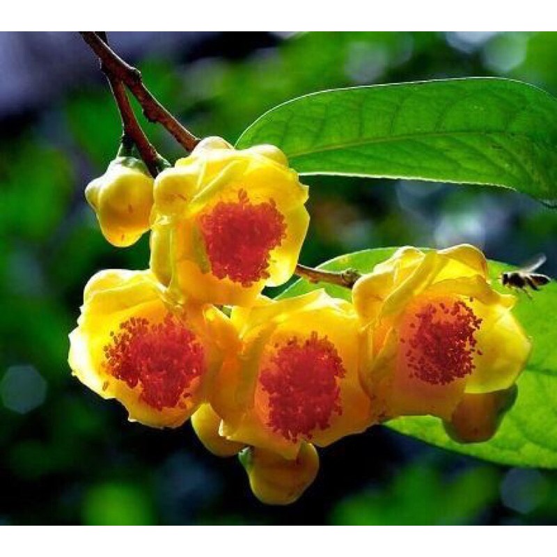 Trà Hoà Vàng Quảng Ninh Sấy Lạnh 50g - Đặc Sản Rừng