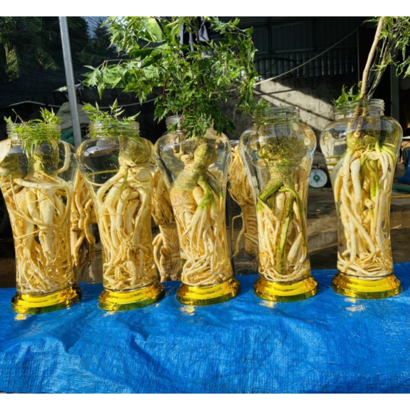 Combo 5 bình đinh lăng trơn