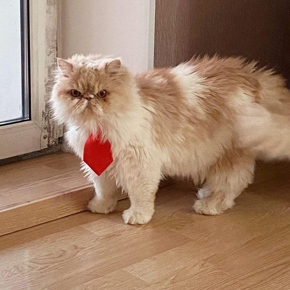 Vòng Cổ Đính Nơ Có Thể Điều Chỉnh Kích Thước AARON1 Dành Cho Thú Cưng