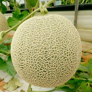 10h - HẠT GIỐNG DƯA LƯỚI RUỘT XANH