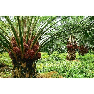 DẦU CỌ ( Palm Oil) 1000ml (1lít)