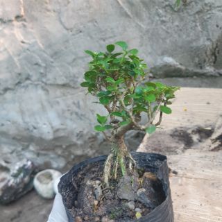 Sam hương siêu mini