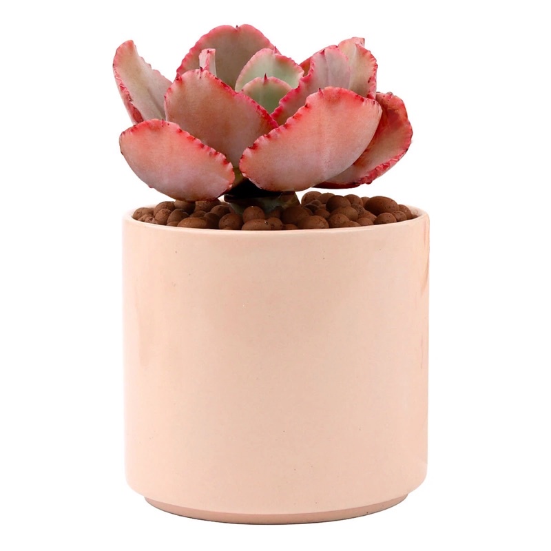 Chậu đất nung / sứ tráng men trụ tròn - trồng sen đá xương rồng hoặc cây văn phòng màu pastel dễ thương nhẹ nhàng