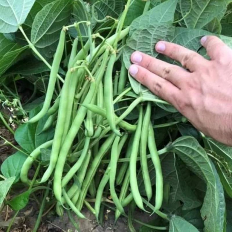 Hạt giống đậu cô ve lùn xanh  - 1 gói 50gram