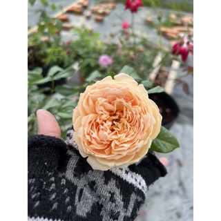 Hồng Masora màu vàng mơ