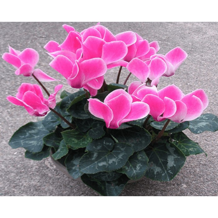 01 gói 700g Phân đạm cá Koi dùng cho Rau màu, Hoa lan, Cây cảnh nguyên liệu Nhật Bản