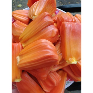 mít Ruột Đỏ Indonesia