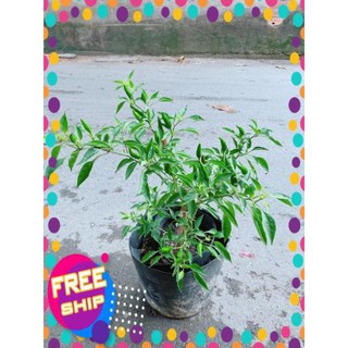 Bụi Ớt Hiểm Trái Lớn