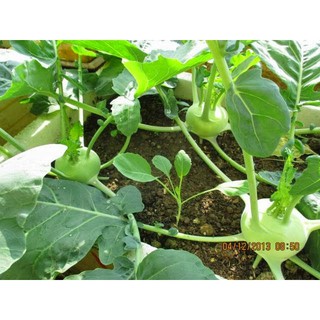 1g Hạt giống Su hào Xanh 