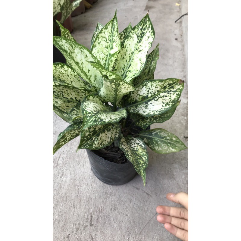 Ngọc ngân để bàn