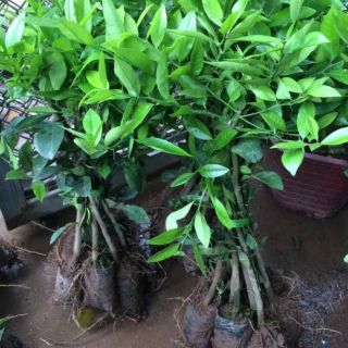 combo 5cây giống chanh tứ quý