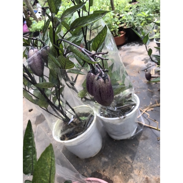 Chậu dưa pepino tím