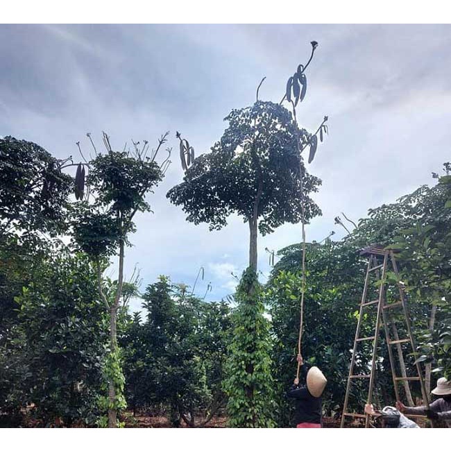 CÂY GIỐNG NÚC NÁC RỪNG