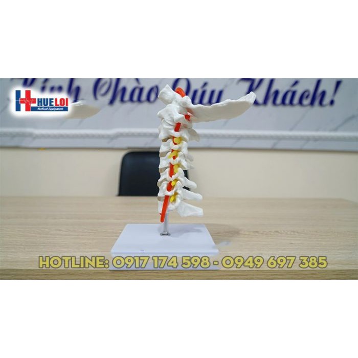 Mô hình giải phẫu cột sống cổ - mô hình xương cổ