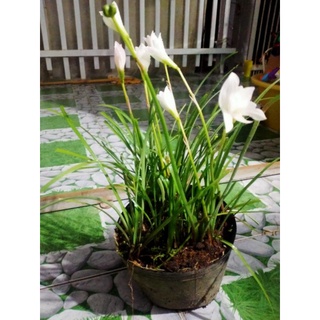 Củ cây huệ mưa 10 củ