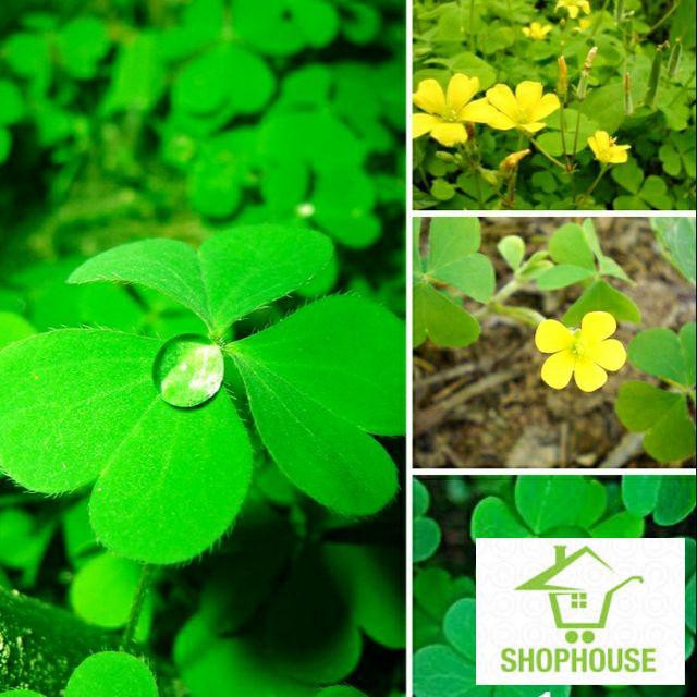 Shophouse Gói 200 Hạt Giống Cỏ Ba Lá Shop House Tết Khuyến Mại