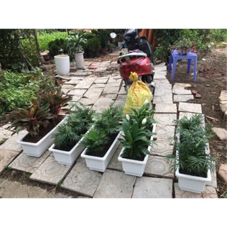 Combo chậu nhựa + máng treo