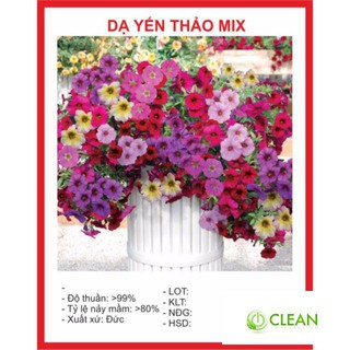 Hạt giống hoa dạ yến thảo mix 100 hạt