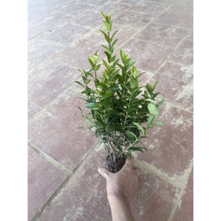Cây hoa mẫu đơn Thái ngũ sắc