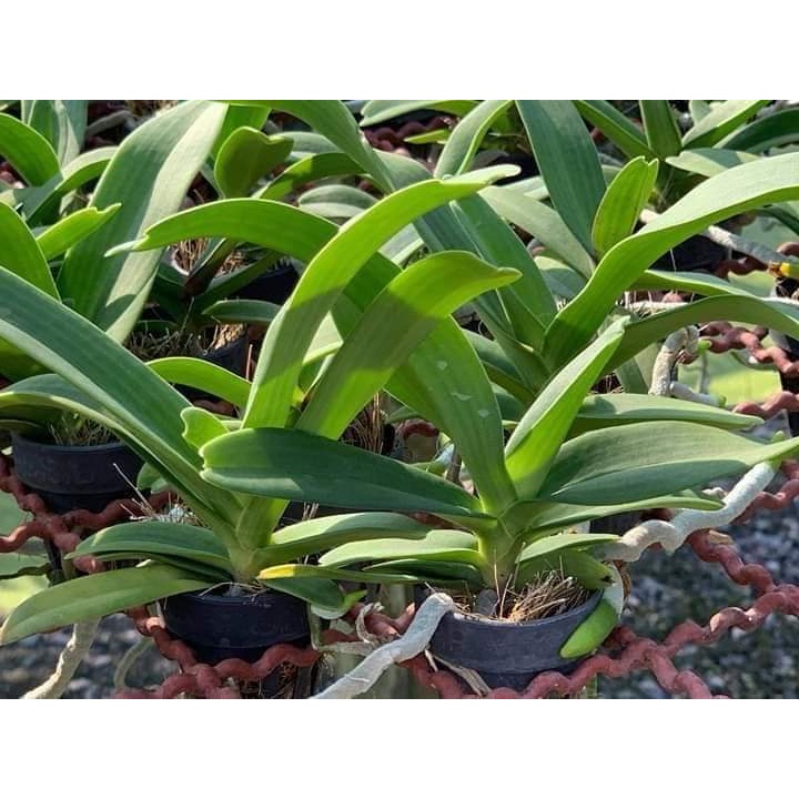Combo 5 cốc ngọc điểm 9 tháng tuổi hàng 3 cặp lá 5 màu giá siêu rẻ
