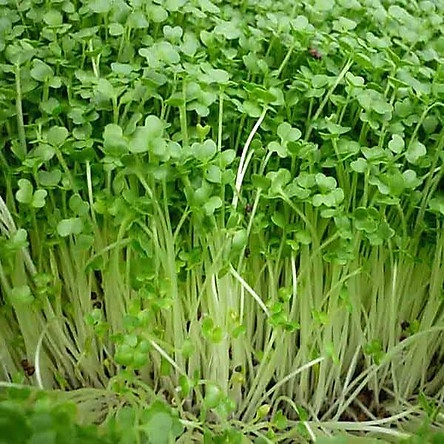 HẠT GIỐNG RAU MẦM CỦ CẢI TRẮNG GIÒN NGỌT THU HOẠCH SAU 5 NGÀY, HẠT GIỐNG RAU ĂN LÁ