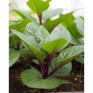 HẠT GIỐNG MỒNG TƠI ĐỎ