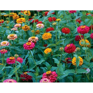 Hạt giống hoa cúc lá nhám mix màu