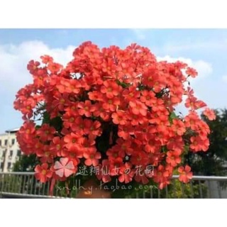 CỦ HOA OXALIS(CHỈ 100K/20CỦ)