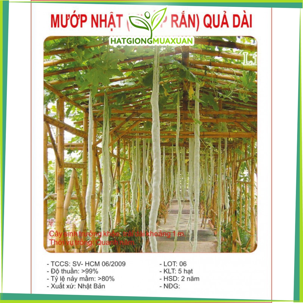 Bán buôn Hạt giống quả Mướp Rắn Mướp Nhật Dài ( gói 05 hạt) bao đẹp
