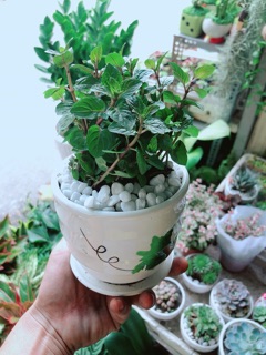Chậu Bạc Hà Doutblemint