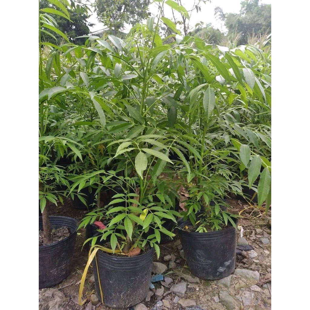 Giống Cây Cóc Thái