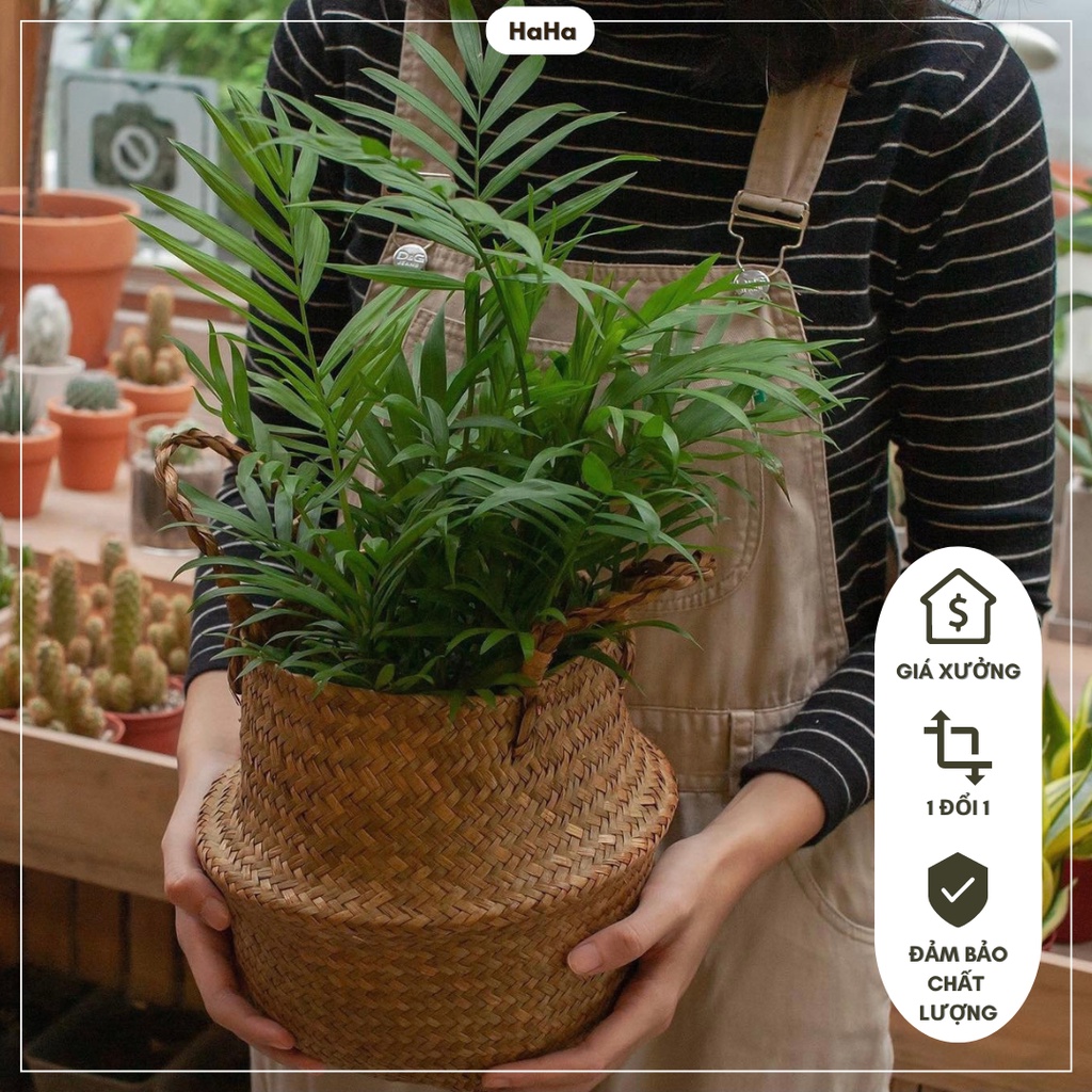 Giỏ cói DECOR nhà cửa - Trồng cây cảnh GCD01