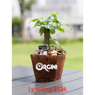 CHẬU XƠ DỪA ORGINI - Ly vuông 3136: cao 10; đỉnh 11,5*11,5; đáy 7,5*7,5