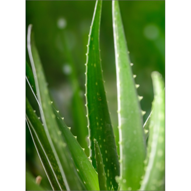 Gel Lô Hội Aloe Revital Soothing Gel Innisfree ( Mẫu Mới Nhất 2019 )