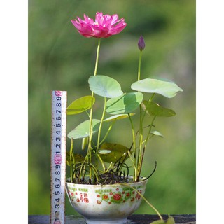Hạt Giống Hoa Sen Nhật Mini - Gói 5 Hạt