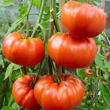 30 hạt giống cà chua khổng lồ 1,2 kg năng suất quả to