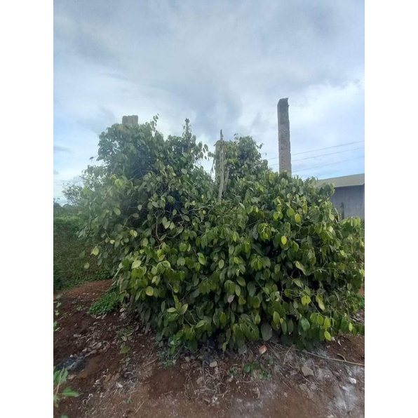 Hạt Tiêu Đen Di Linh 100g