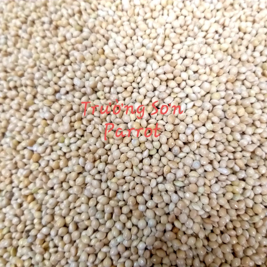 Hạt kê trắng to cho vẹt, yến phụng, 7 màu, chim cảnh, gà, sóc, hamster.....gói 0,5kg/1kg