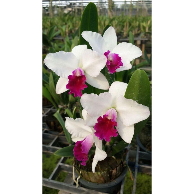 Lan Cattleya Thơm màu trắng tím