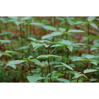 HẠT GIỐNG RAU ĐAY ĐỎ