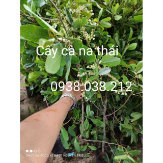 CÂY GIỐNG CÀ NA THÁI