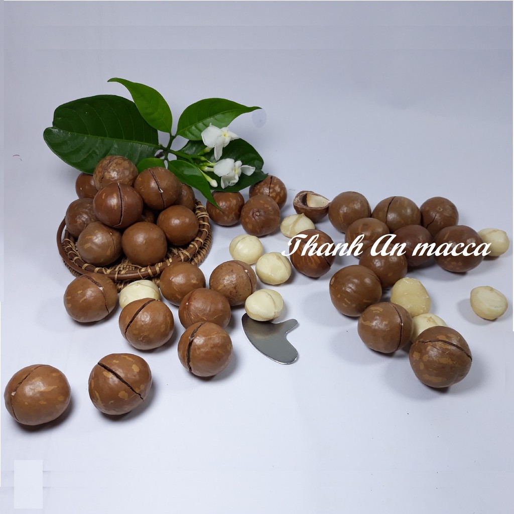 [Mã GROSALE2703 giảm 8% đơn 250K] Thanh An Macca Sạch Size Trung 500gr, Sấy Nứt Vỏ Lâm Đồng, Macadamia Kèm Lẫy | BigBuy360 - bigbuy360.vn