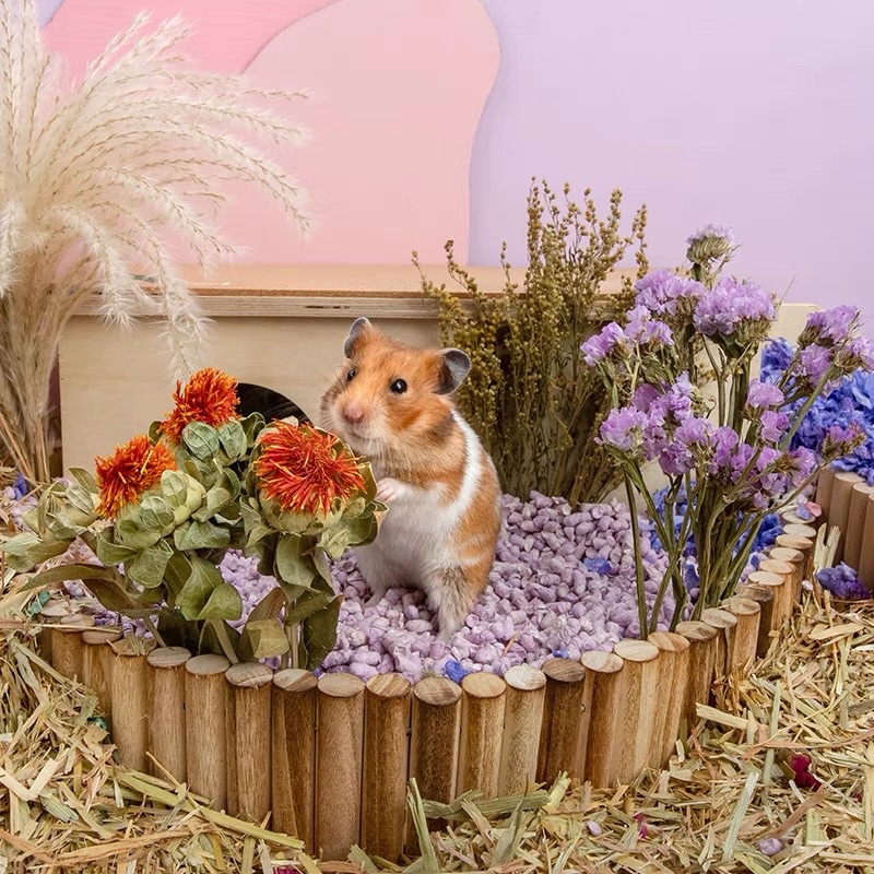 NITEANGEL Cành Cắm Ngũ Cốc Chuồng Hamster