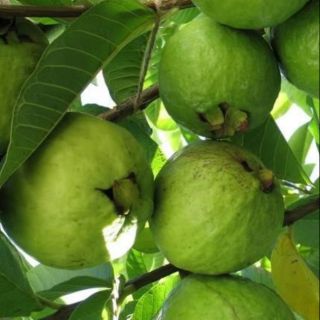 Bộ 3 cây ổi 4 mùa