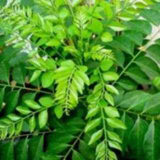 Chậu Cây cà ri cây cao 30cm.