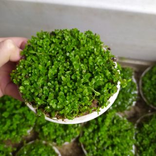 Cây thủy sinh Trân Châu
