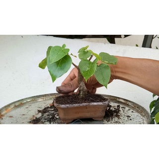 Hạt giống cây bồ đề ấn độ 1gram/gói  - STHG2