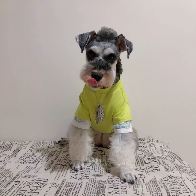 ÁO THUN COOL NGẦU - CAO CẤP CHO CHÓ MÈO