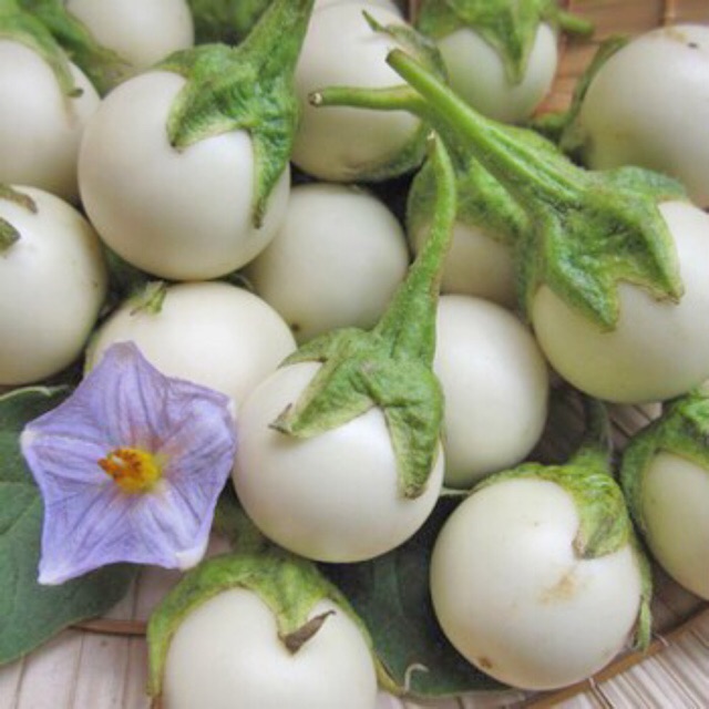 Hạt giống cà pháo RỒNG VÀNG